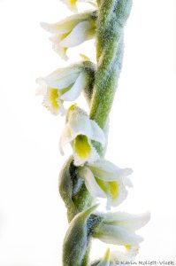 Spiranthes spiralis / Herbst-Drehwurz