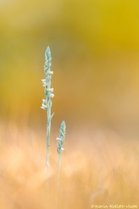 Spiranthes spiralis / Herbst-Drehwurz