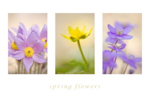 springflowers I