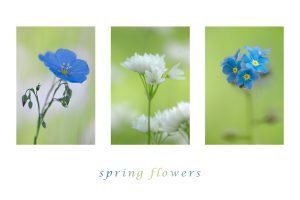 springflowers II