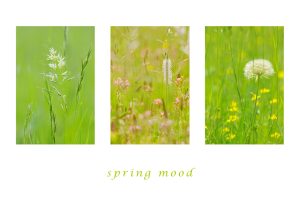 springmood