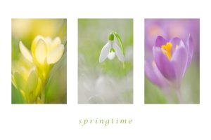 springtime II