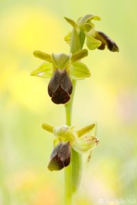 Ophrys sulcata