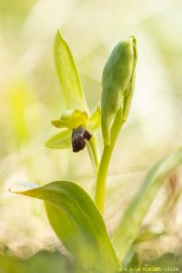 Ophrys sulcata