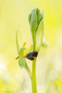 Ophrys sulcata