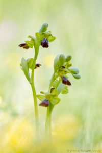 Ophrys sulcata