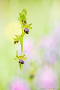 Ophrys sulcata