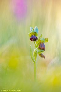 Ophrys sulcata