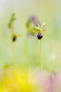 Ophrys sulcata