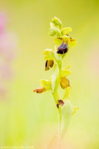 Ophrys sulcata