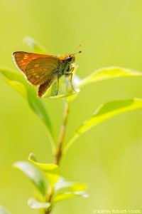 Ochlodes sylvanus / Rostfarbiger Dickkopffalter / Large skipper