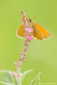 Thymelicus sylvestris / Braunkolbiger Braundickkopffalter / Small skipper