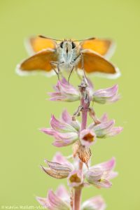 Thymelicus sylvestris / Braunkolbiger Braundickkopffalter / Small skipper