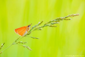 Thymelicus sylvestris / Braunkolbiger Braundickkopffalter / Small skipper