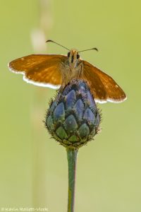 Erynnis tages / Kronwicken-Dickkopffalter / Dingy skipper