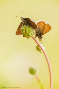 Erynnis tages / Kronwicken-Dickkopffalter / Dingy skipper