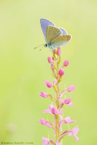 Polyommatus thersites / Kleiner Esparsetten-Bläuling / Chapman's blue