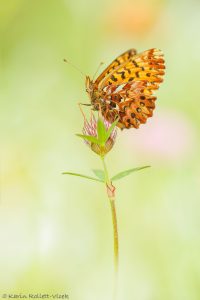 Boloria titania / Natterwurz-Perlmuttfalter / Titania's fritillary