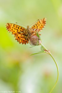 Boloria titania / Natterwurz-Perlmuttfalter / Titania's fritillary