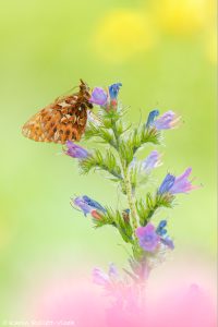 Boloria titania / Natterwurz-Perlmuttfalter / Titania's fritillary