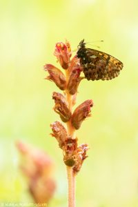 Boloria titania / Natterwurz-Perlmuttfalter / Titania's fritillary