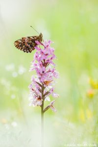 Boloria titania / Natterwurz-Perlmuttfalter / Titania's fritillary