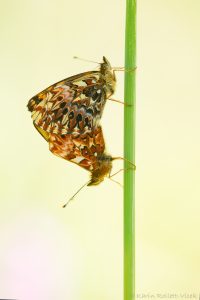 Boloria titania / Natterwurz-Perlmuttfalter / Titania's fritillary