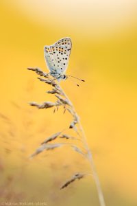 Lycaena tityrus / Brauner Feuerfalter / Sooty copper