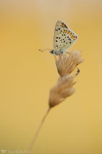 Lycaena tityrus / Brauner Feuerfalter / Sooty copper