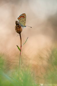 Lycaena tityrus / Brauner Feuerfalter / Sooty copper