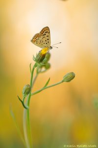 Lycaena tityrus / Brauner Feuerfalter / Sooty copper