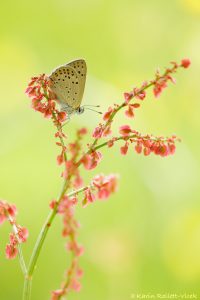 Lycaena tityrus / Brauner Feuerfalter / Sooty copper