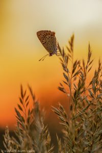 Lycaena tityrus / Brauner Feuerfalter / Sooty copper