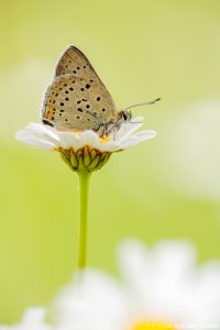 Lycaena tityrus / Brauner Feuerfalter / Sooty copper