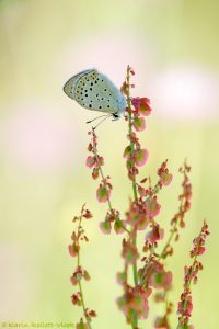 Lycaena tityrus / Brauner Feuerfalter / Sooty copper