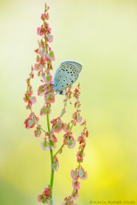 Lycaena tityrus / Brauner Feuerfalter / Sooty copper