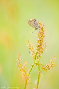 Lycaena tityrus / Brauner Feuerfalter / Sooty copper