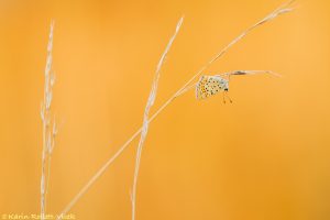 Lycaena tityrus / Brauner Feuerfalter / Sooty copper