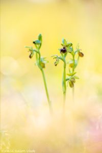 Ophrys tommasinii