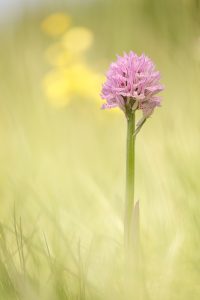 Neotinea tridentata / Dreizähniges Knabenkraut / Three-toothed orchid