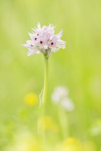 Neotinea tridentata / Dreizähniges Knabenkraut / Three-toothed orchid