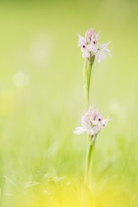 Neotinea tridentata / Dreizähniges Knabenkraut / Three-toothed orchid