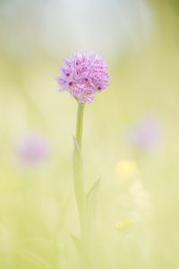 Neotinea tridentata / Dreizähniges Knabenkraut / Three-toothed orchid