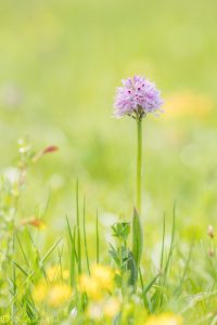 Neotinea tridentata / Dreizähniges Knabenkraut / Three-toothed orchid