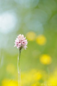 Neotinea tridentata / Dreizähniges Knabenkraut / Three-toothed orchid