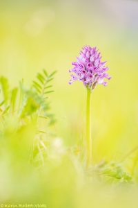 Neotinea tridentata / Dreizähniges Knabenkraut / Three-toothed orchid