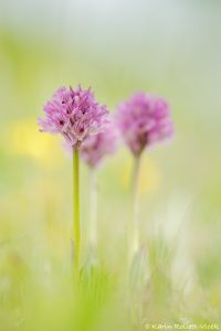 Neotinea tridentata / Dreizähniges Knabenkraut / Three-toothed orchid