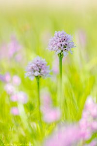 Neotinea tridentata / Dreizähniges Knabenkraut / Three-toothed orchid