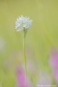 Neotinea tridentata / Dreizähniges Knabenkraut / Three-toothed orchid