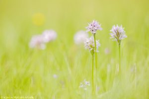 Neotinea tridentata / Dreizähniges Knabenkraut / Three-toothed orchid